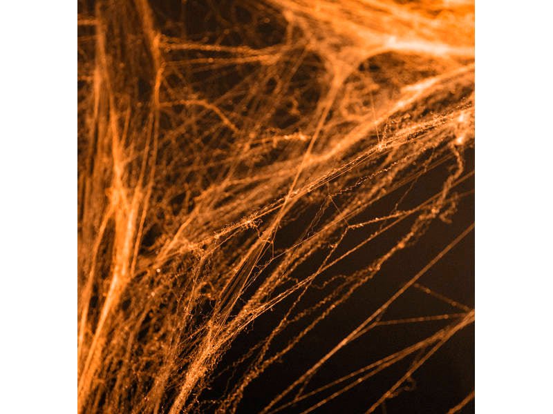 Spiderweb Halloween, Orange - PH60-005