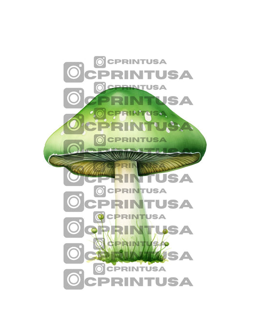 FAIRY CUT OUT - C Print USA