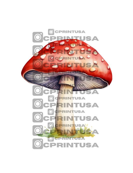 FAIRY CUT OUT - C Print USA